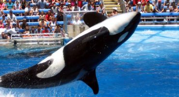 SeaWorld San Diego stellt Orca-Shows ein