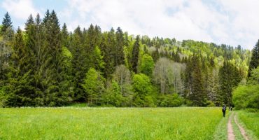 Schwarzwald-Besucher fahren kostenlos Bahn und Bus