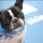 United Paws hund