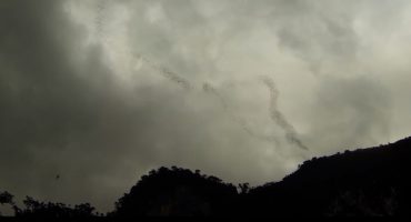 Fledermäuse auf Borneo