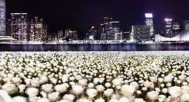 Hongkong versinkt im Meer weißer Rosen