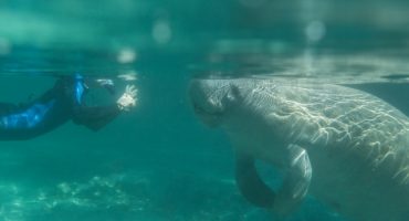 Du heilige Kuh! – Schnorcheln mit Seekühen in Florida