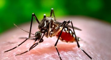 Zika-Virus: WHO gibt Reisewarnung für Schwangere heraus