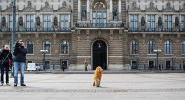 Tschikko, der Großstadtlöwe von Hamburg