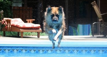 Urlaub mit Hund liegt im Trend