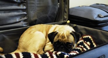 US-Flughäfen richten Hundeklos in Terminals ein