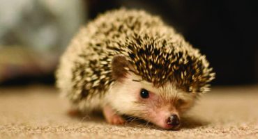 Igel-Café in Tokio: Stacheln zum Streicheln