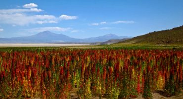 Peru präsentiert touristische Quinoa-Route