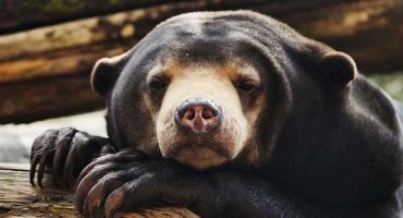 Mit dieser App können Reisende zum Tierschutz beitragen