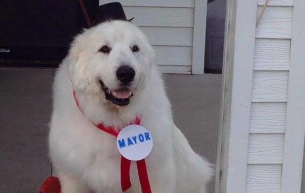 duke the dog