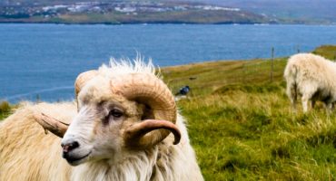 Sheep View: Tierische Ansicht