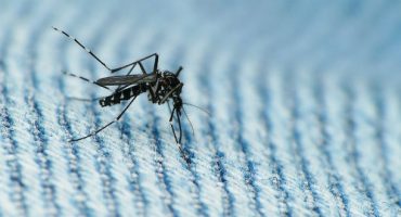 Zika-Virus: Reisewarnung für Miami
