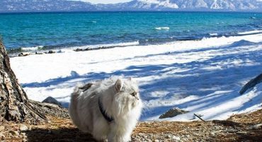Tierische Weltenbummler: Kater Gandalf bereist fremde Länder
