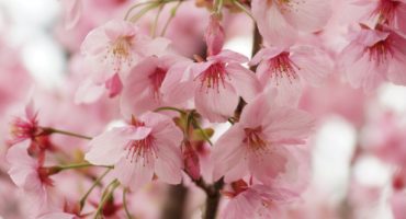 Rosa so weit das Auge reicht – Wo in Japan schon jetzt die Kirschblüte beginnt