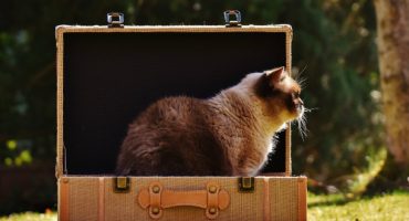 Haussitting: Haustier hüten und günstig Urlaub machen